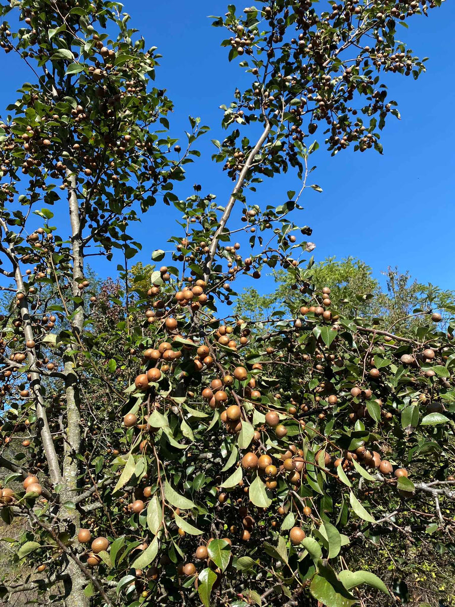 Pears