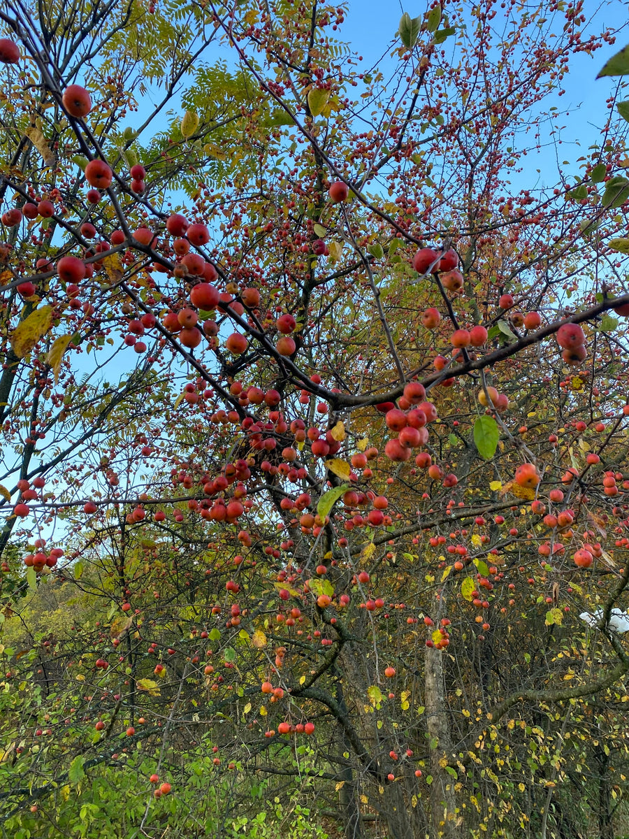 Crabapples