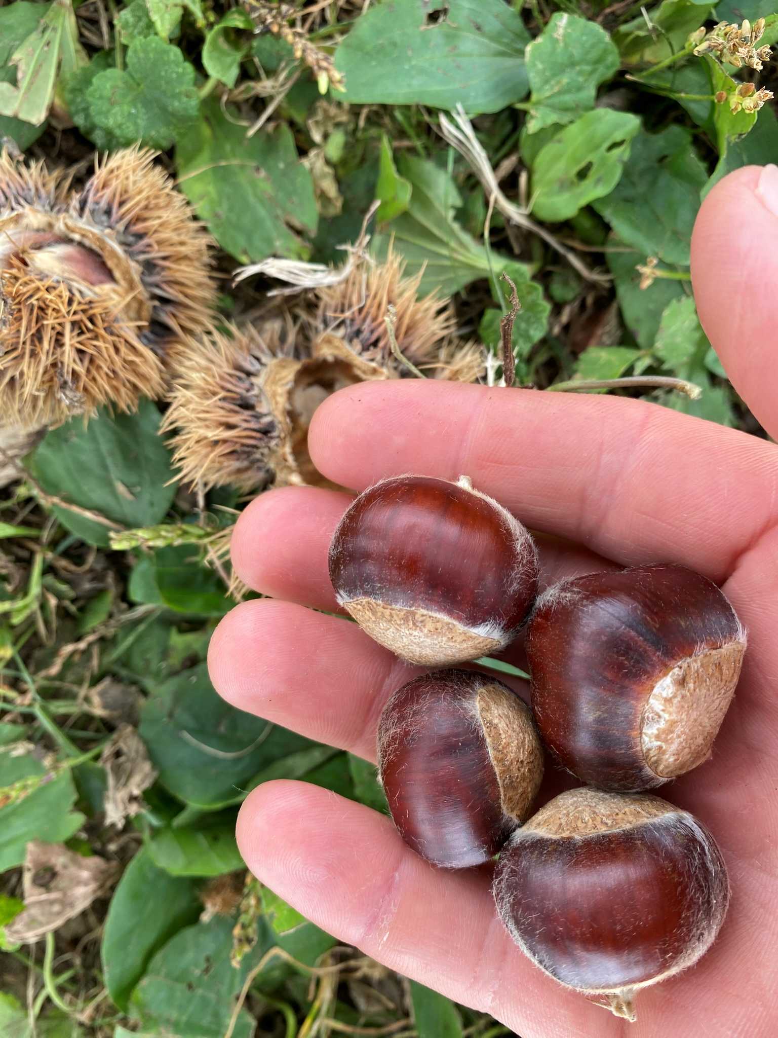 Hybrid Chestnut