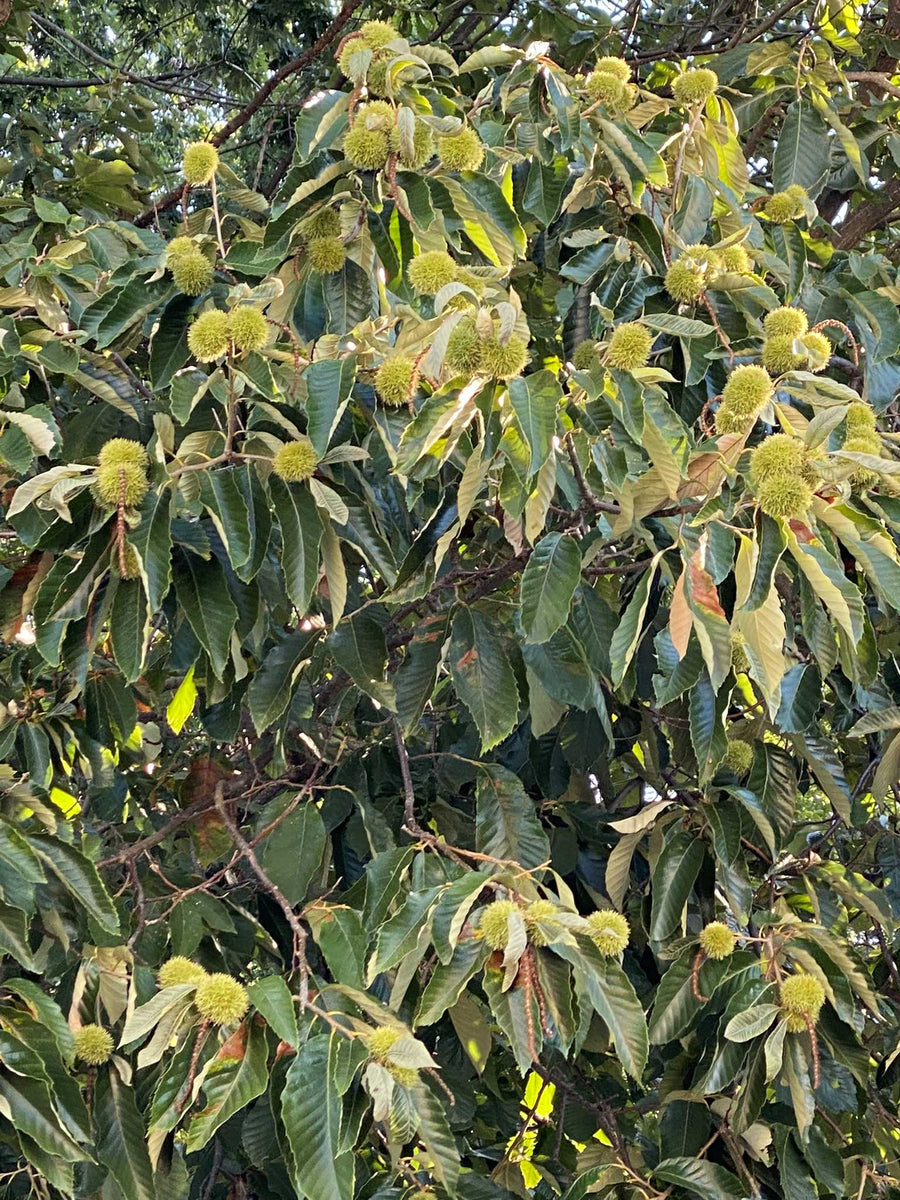 Hybrid Chestnut