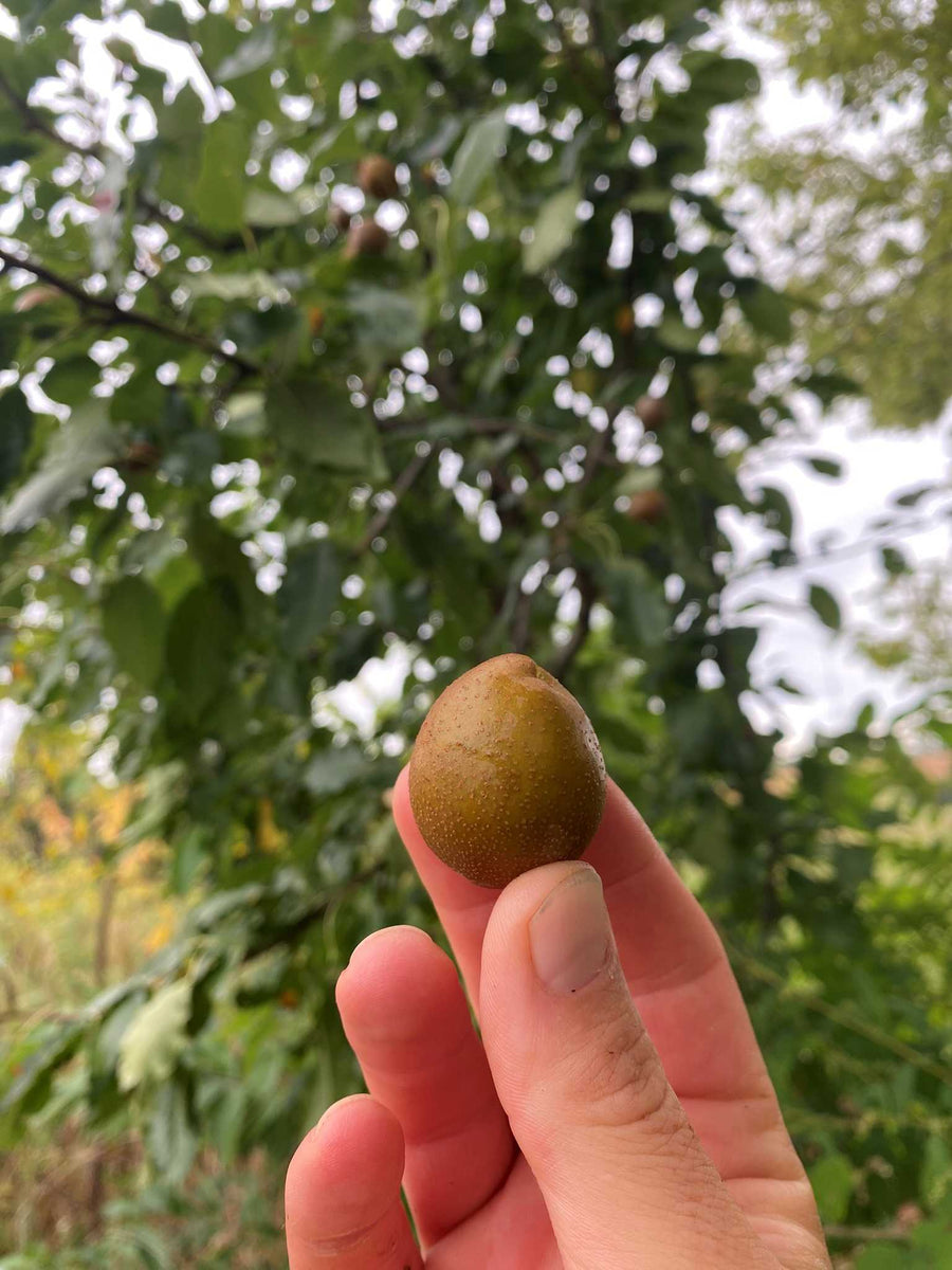 Grapeshot