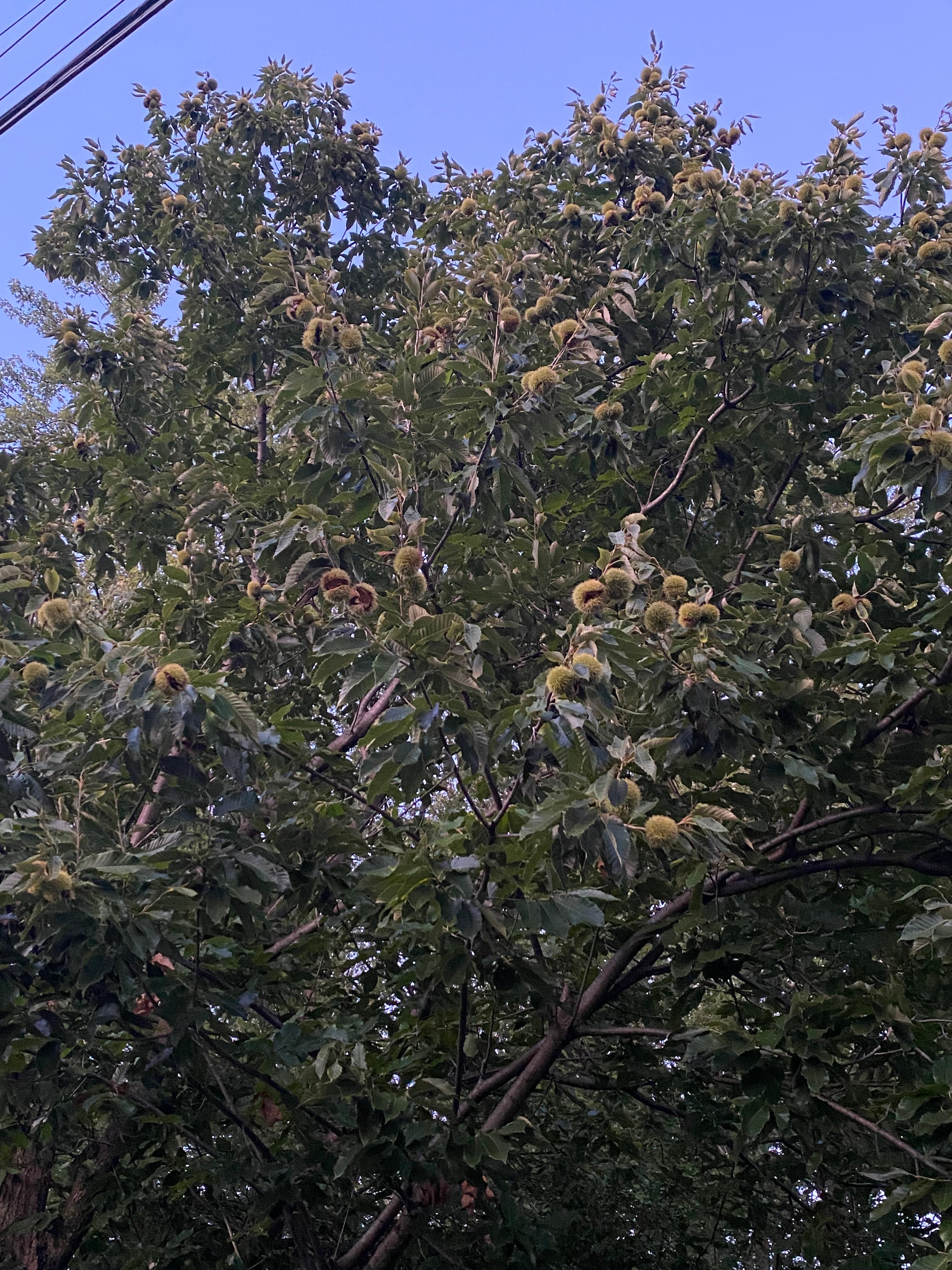 Chestnuts