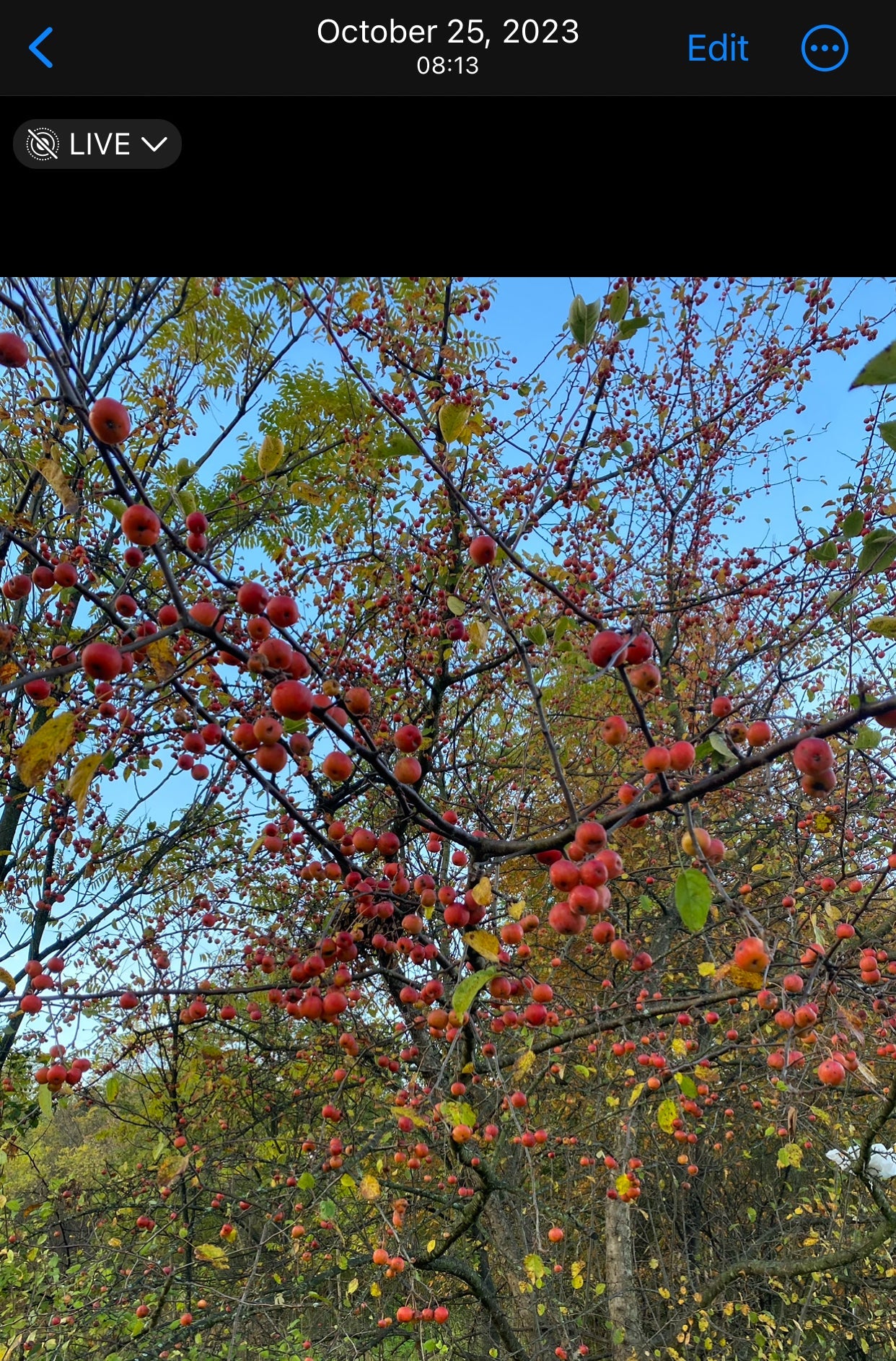 Crabapples