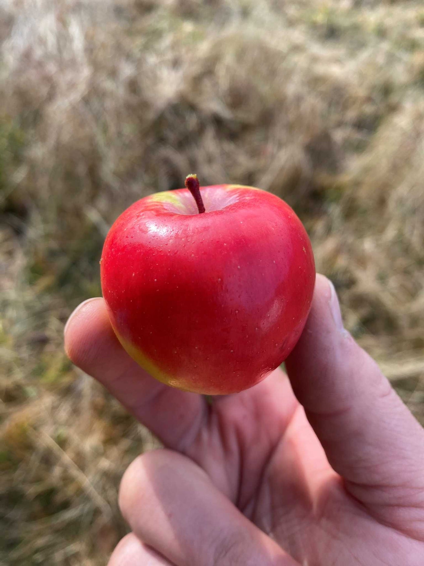 Clark’s Crabapple