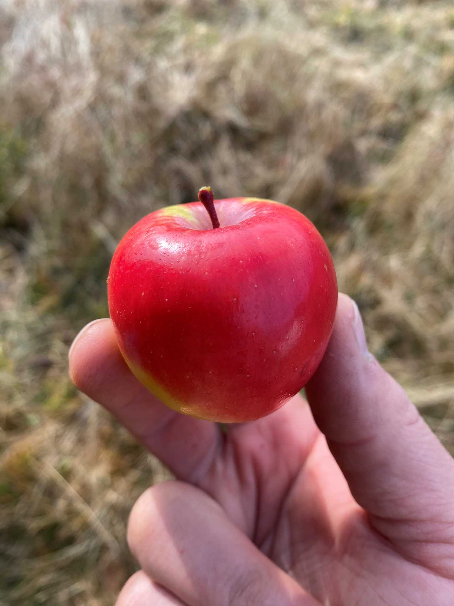Clark’s Crabapple