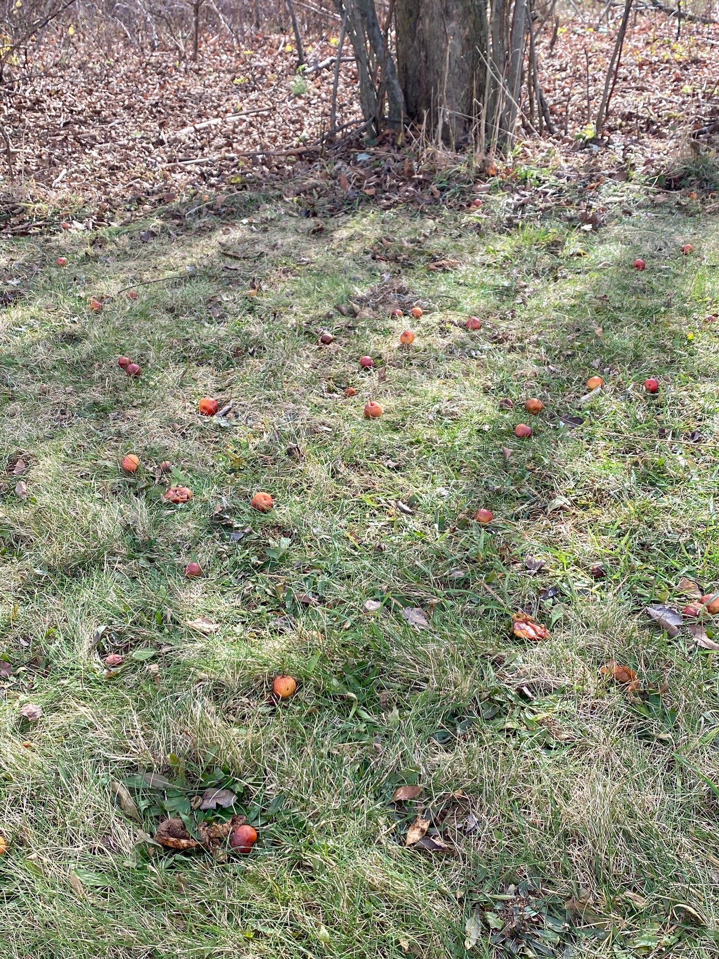 November Napalm™