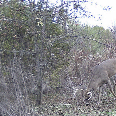 deer under a pear tree eating pears