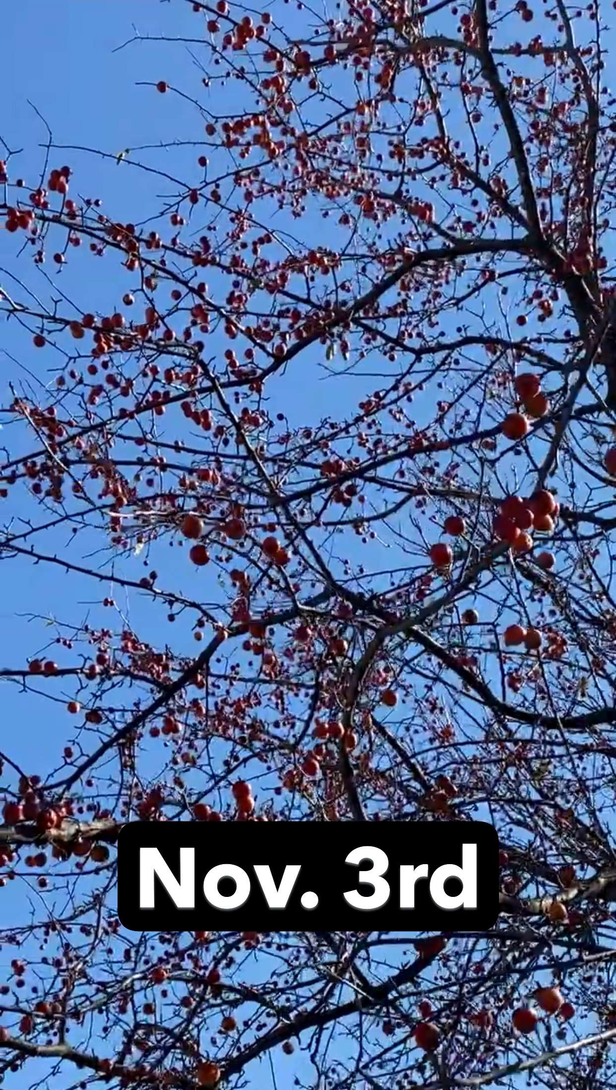 November Napalm™