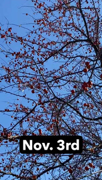 November Napalm™