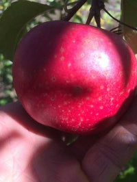 Appleoosa