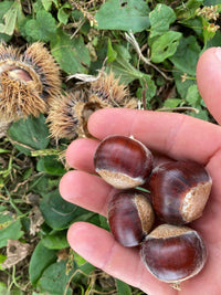 Hybrid Chestnut