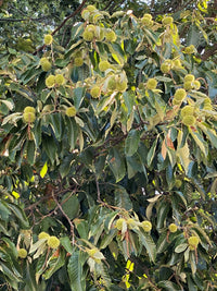 Hybrid Chestnut