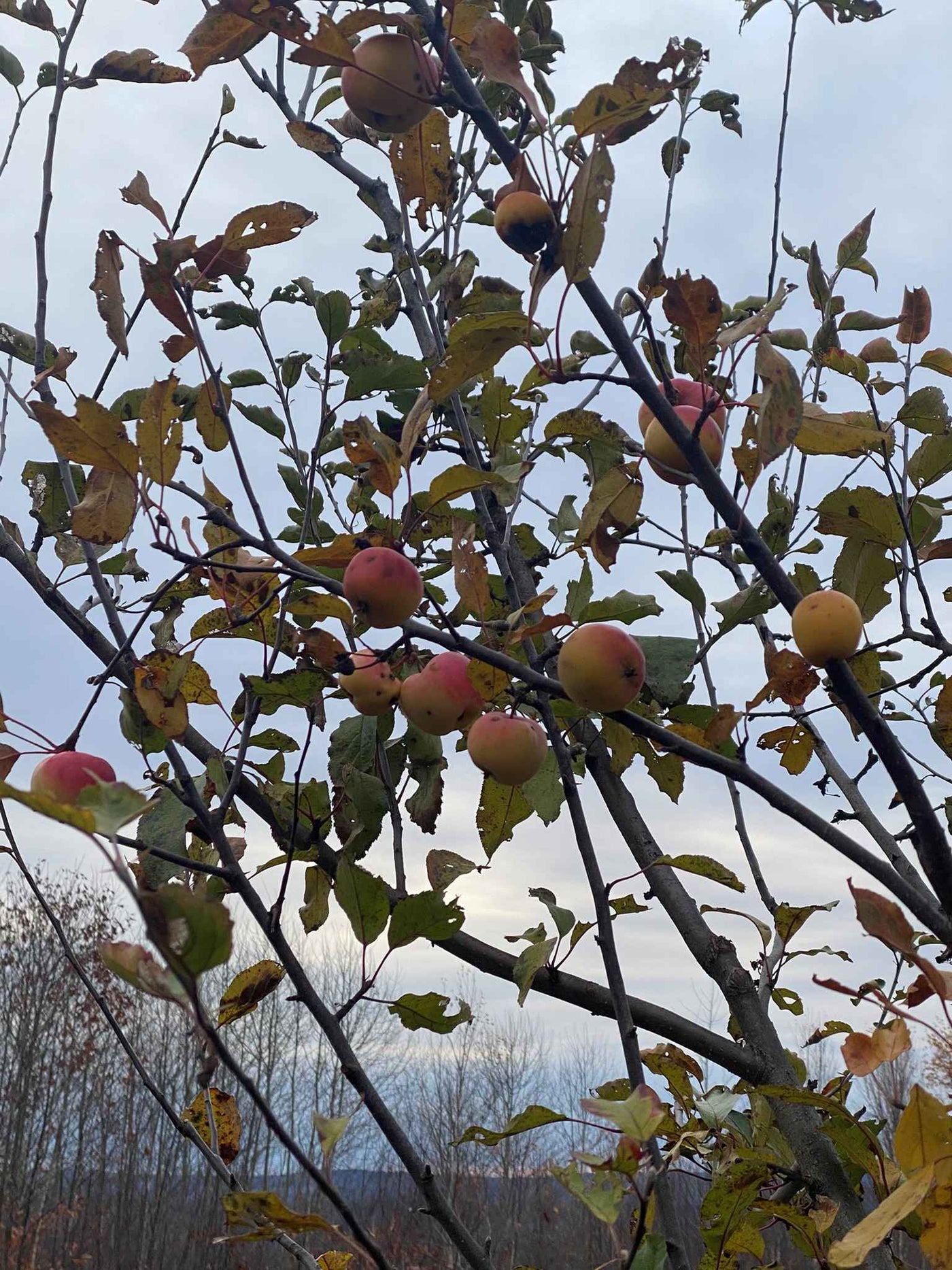 Clark’s Crabapple