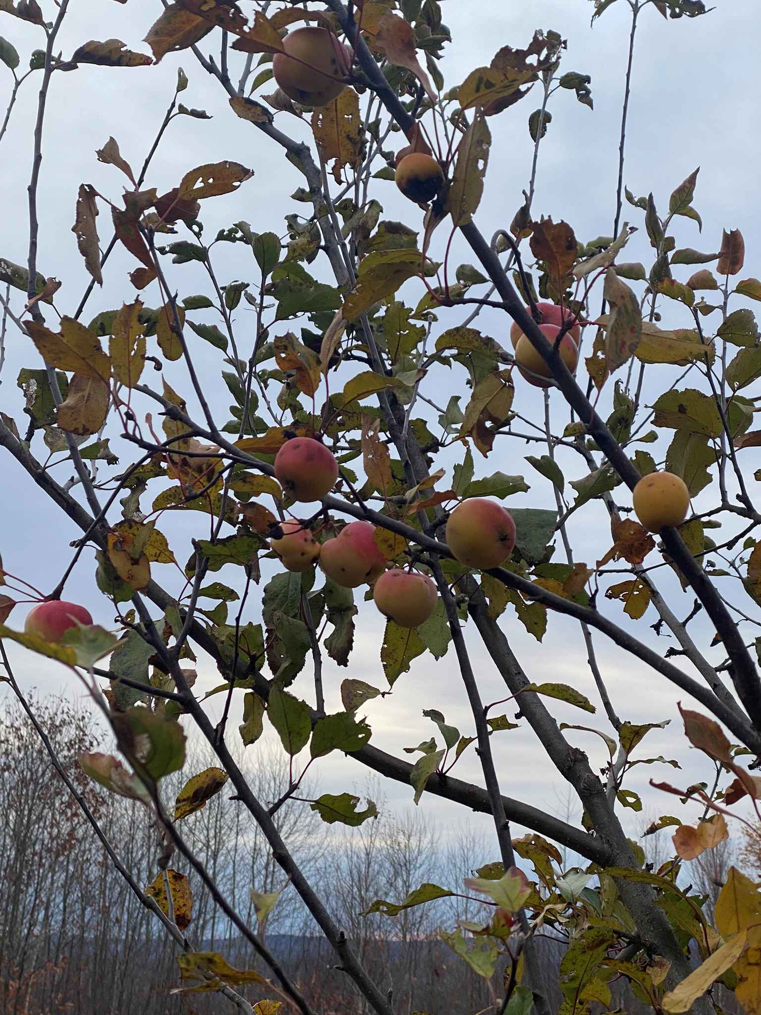 Clark’s Crabapple