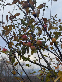 Clark’s Crabapple