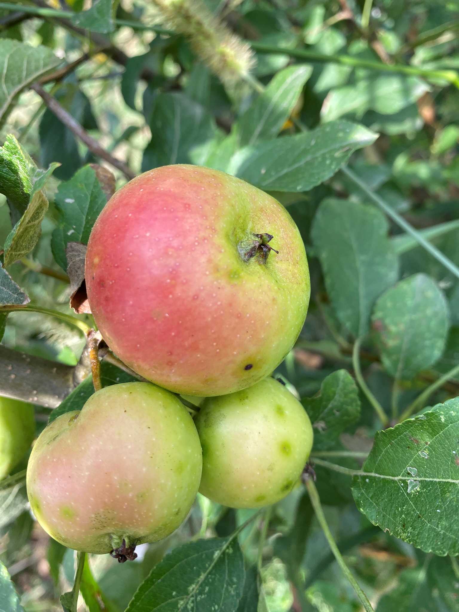 Clark’s Crabapple