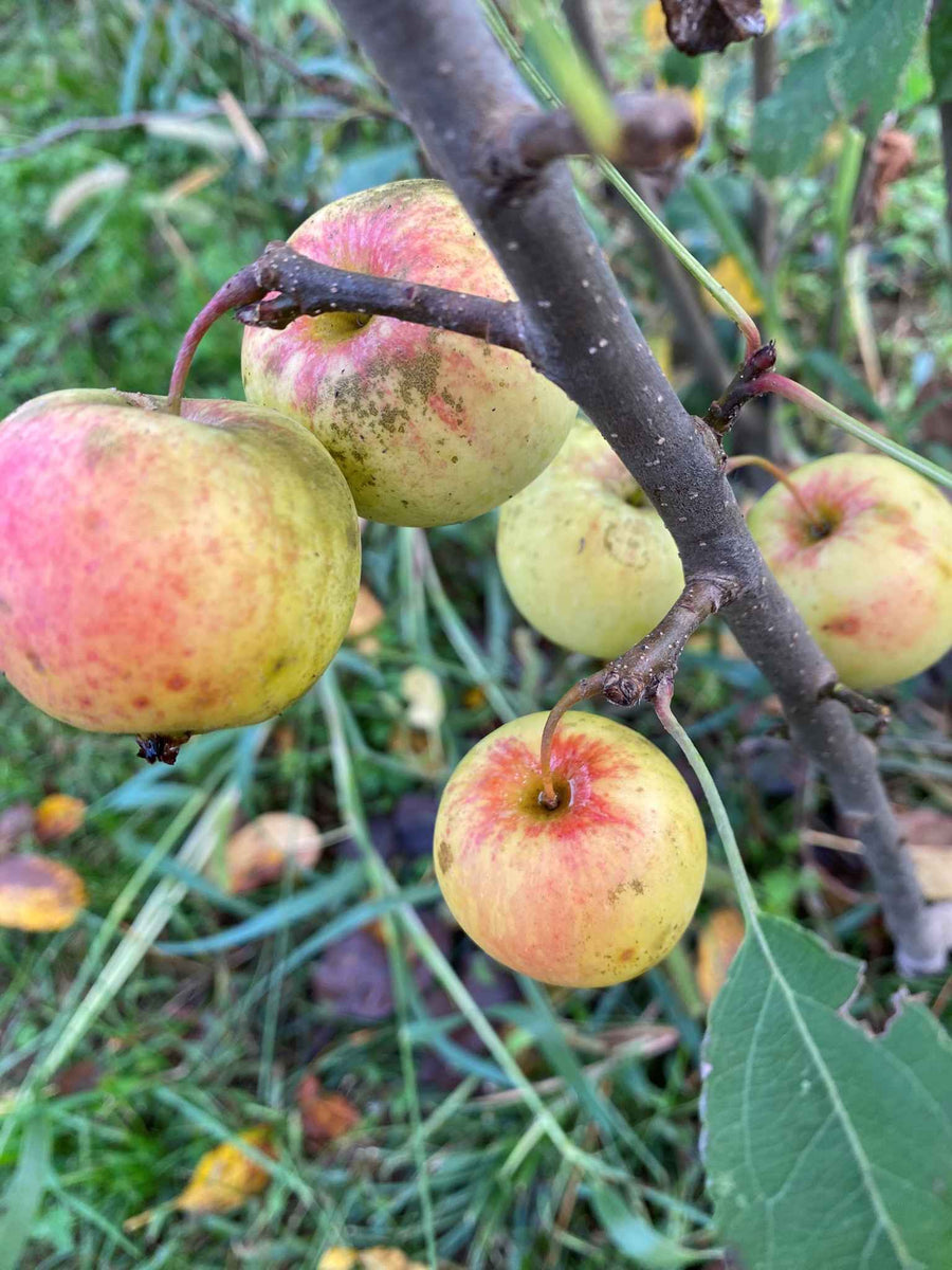 Clark’s Crabapple