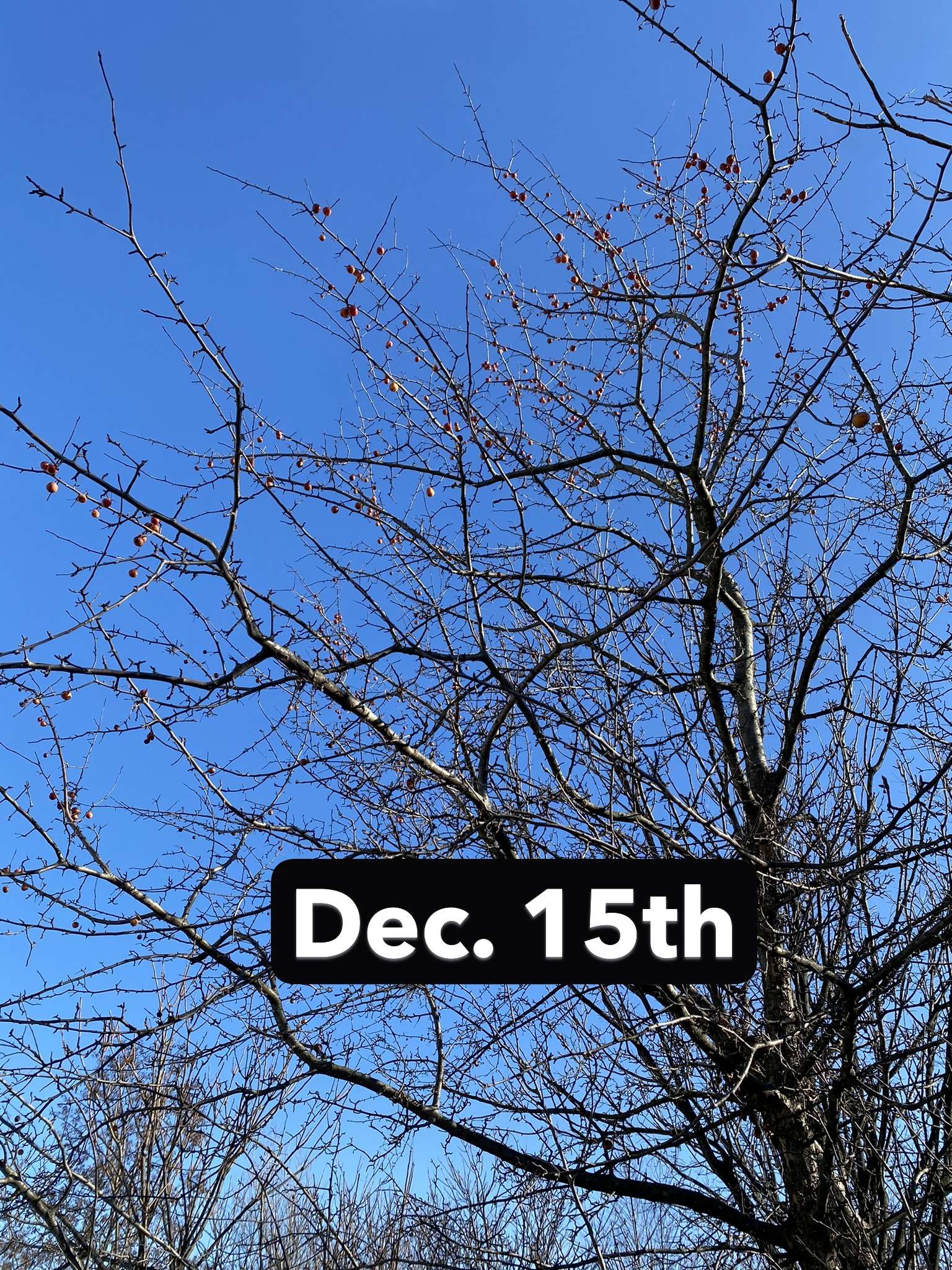 November Napalm™