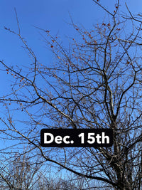 November Napalm™