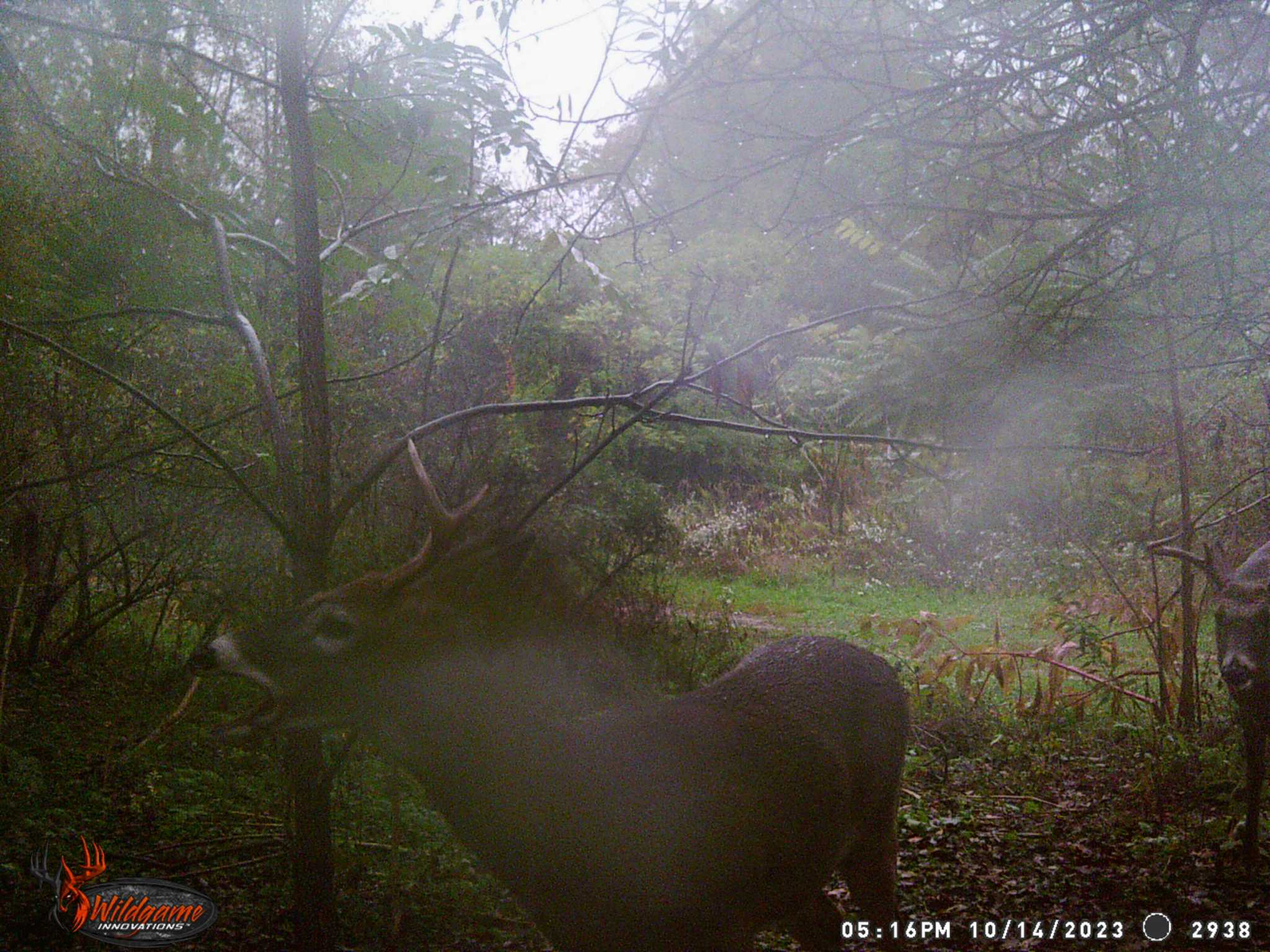 October Deer Tracks