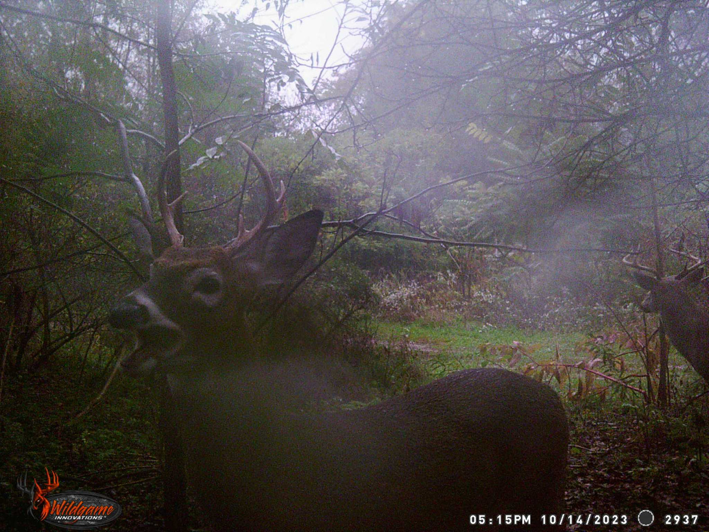 October Deer Tracks