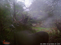 October Deer Tracks