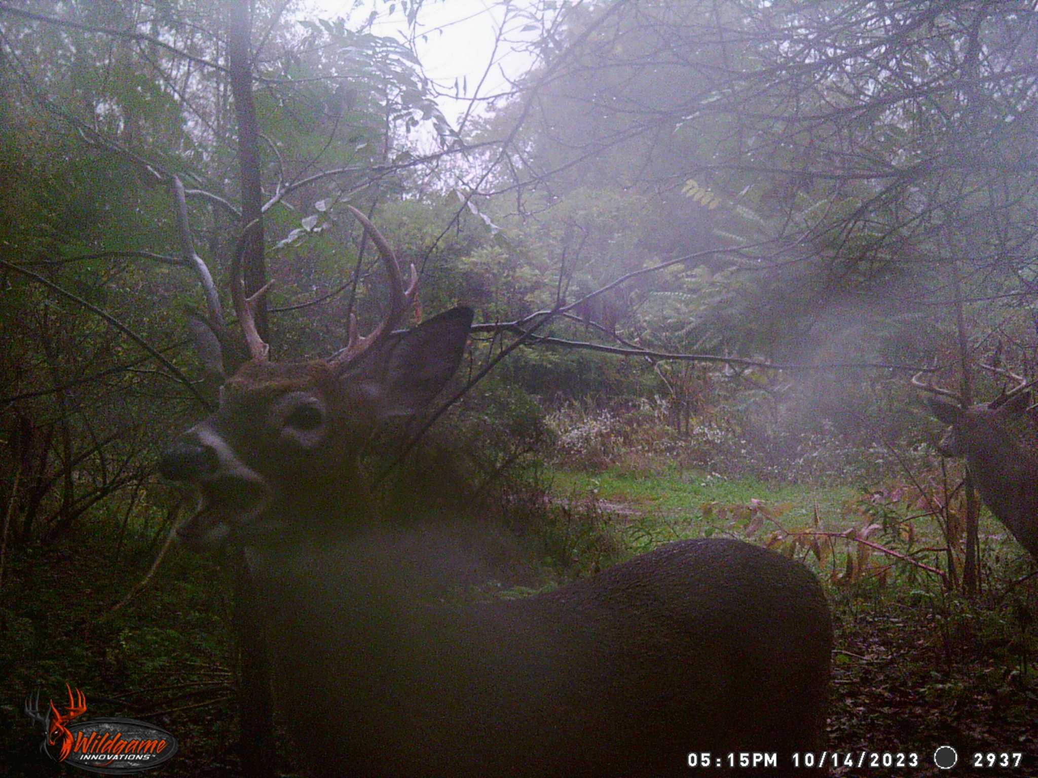 October Deer Tracks