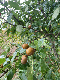 Grapeshot