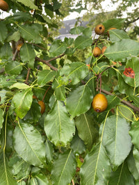 Grapeshot