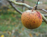 January Russet