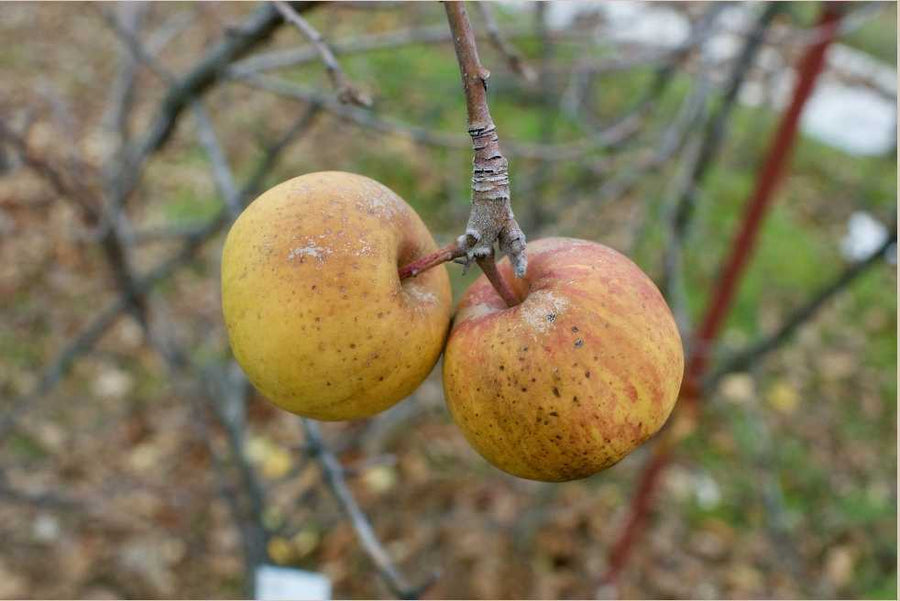 January Russet