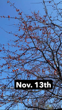 November Napalm™