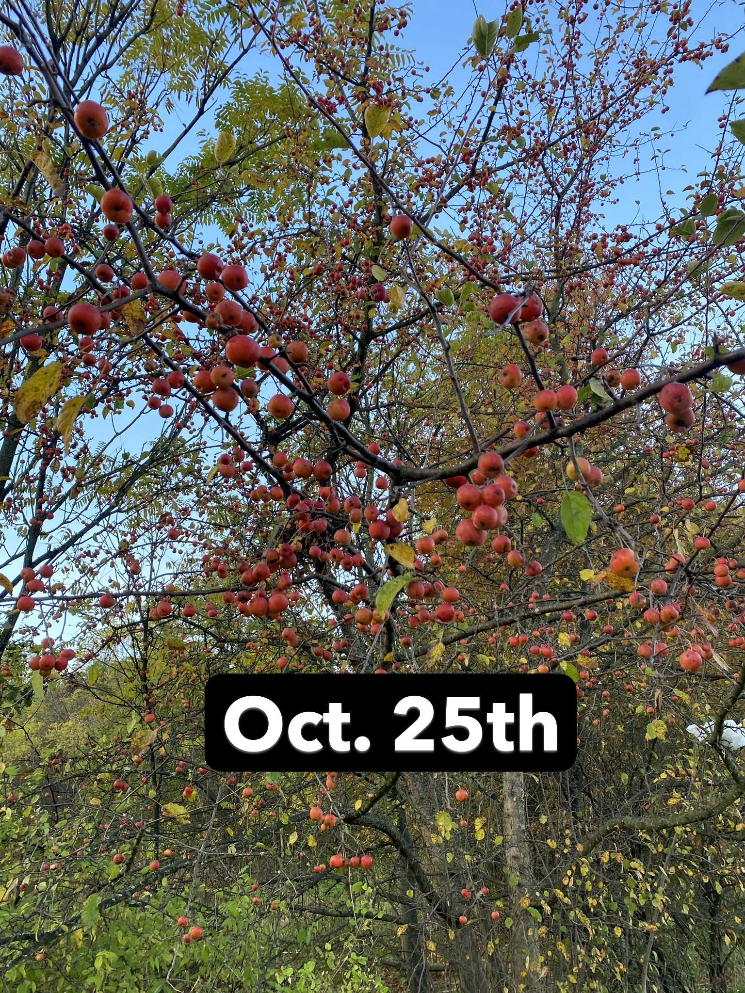 November Napalm™
