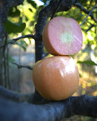 Pink Lemonade