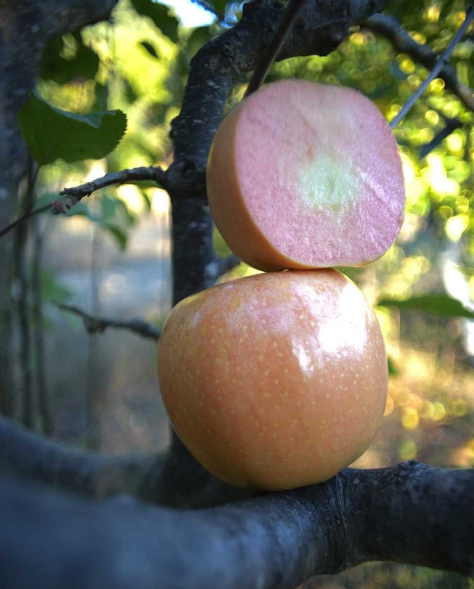 Pink Lemonade