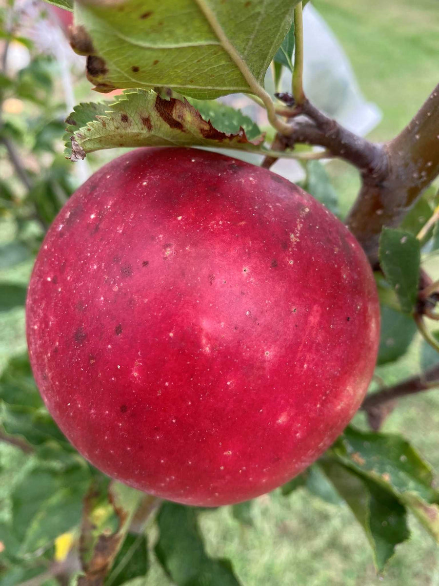 September Ruby Tree Ruby Rush | Workhorse Trees