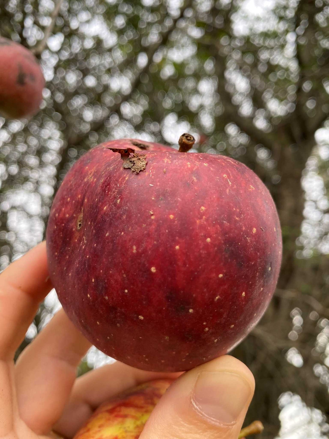 Stayman Winesap