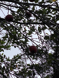 Stayman Winesap