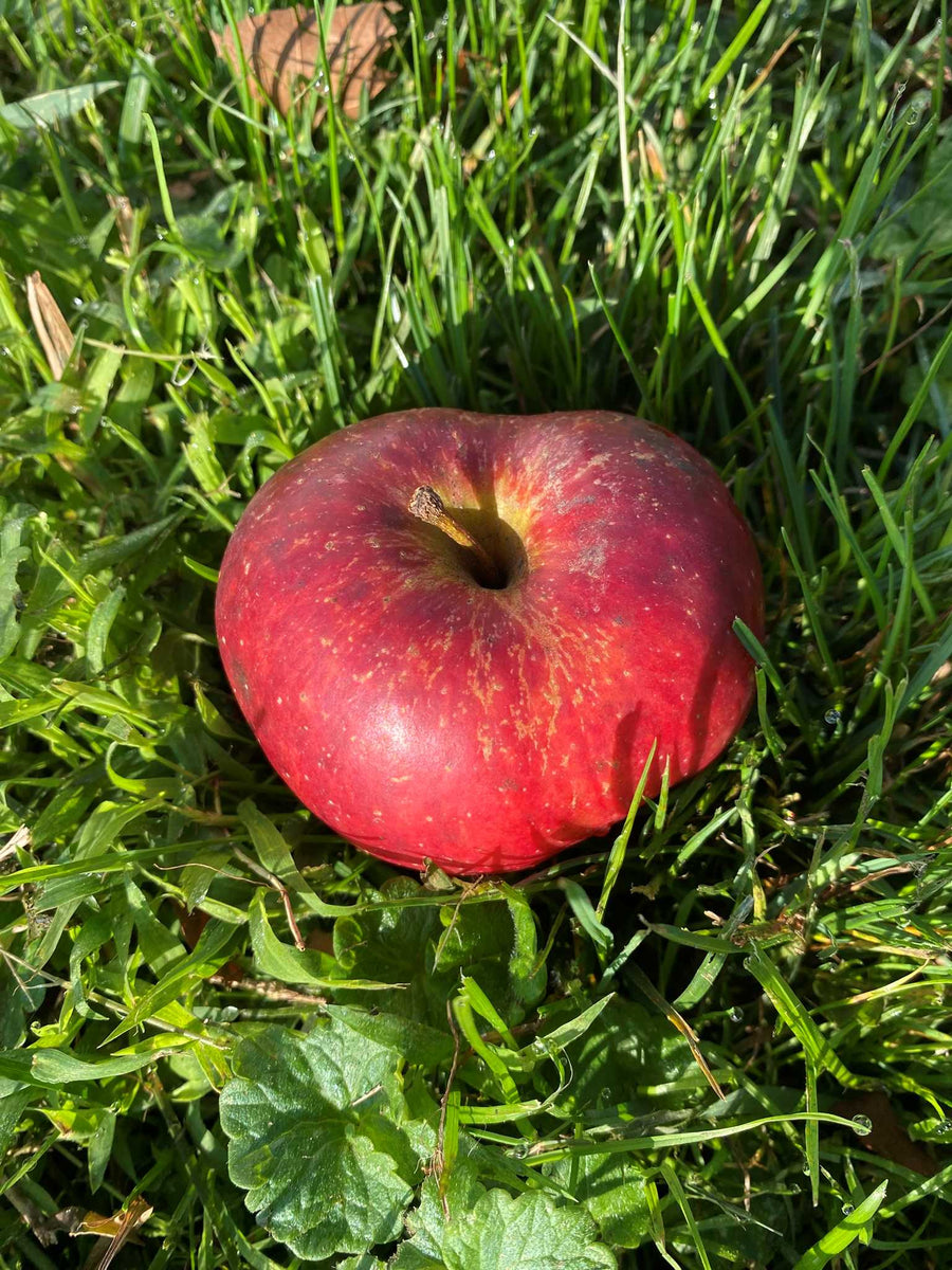 Stayman Winesap